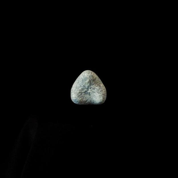 14690845_1084584274992362_1683703931702871076_n